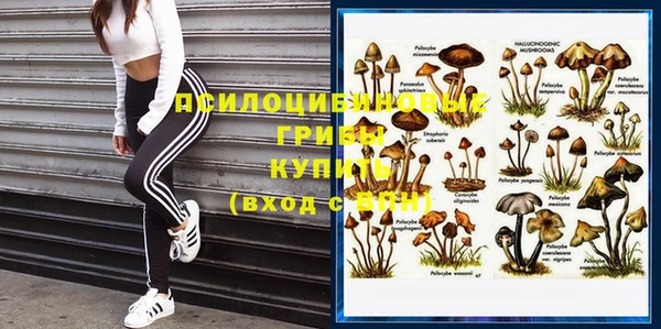 индика Аркадак